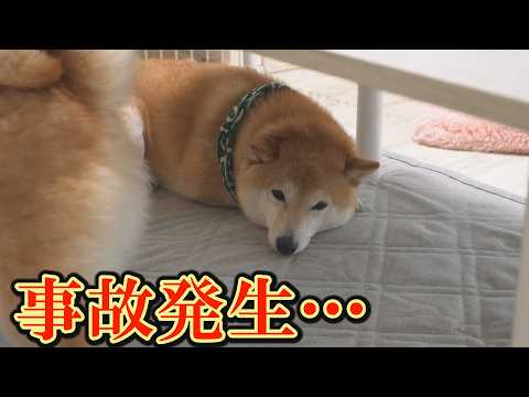 顔面を強打する事故が発生し、怒った柴犬が飼い主の声かけにも反応しなくなりました・・・ サムネイル