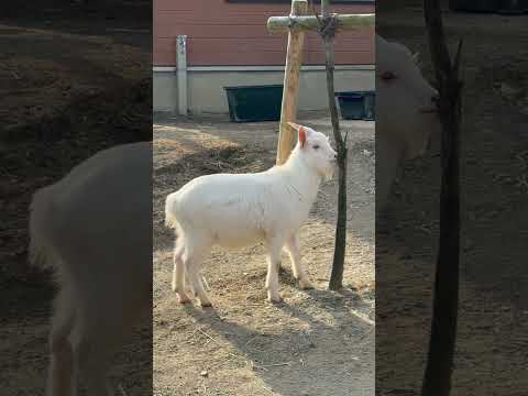 shorts ヤギさん鳴く☺️ ごかつら池どうぶつパークにて　2026年1月24日 サムネイル