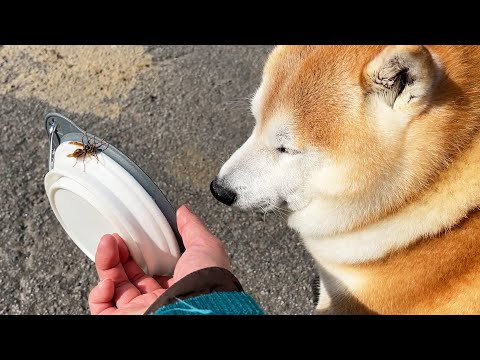 飛んできたハチに水を横取りされるも、ご近所の覇王として寛大な対応をとる柴犬 サムネイル