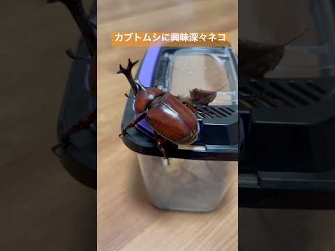 カブトムシに興味深々ネコ Cats and Japanese rhinoceros beetles 保護猫 ねこのいる… サムネイル