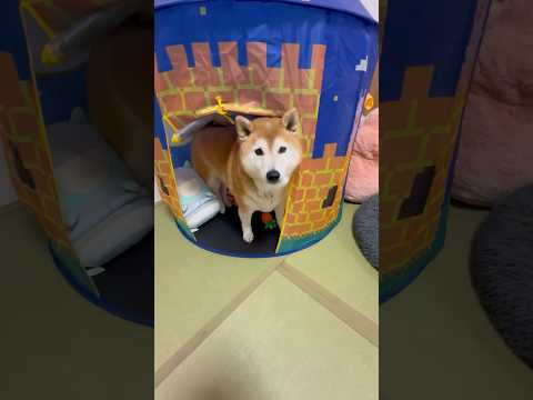 柴犬福 自分の部屋で兄に呼ばれた時の柴犬🤣Brother and Shiba🤣shorts funny 柴犬 shib… サムネイル