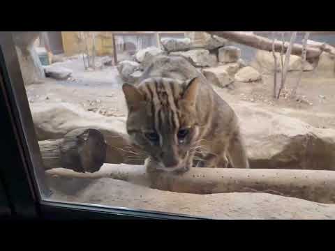 ビワくん　アムールヤマネコ　那須どうぶつ王国にて　2026年1月30日