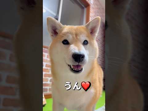 ドアが閉まるのは居る時だけ🤣柴犬 shibainu shorts サムネイル