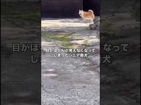 たとえ目がほとんど見えなくなっても飼い主の声に反応して笑顔でやってきてくれる世界一可愛い愛犬 柴犬 シニア犬 16歳… サムネイル