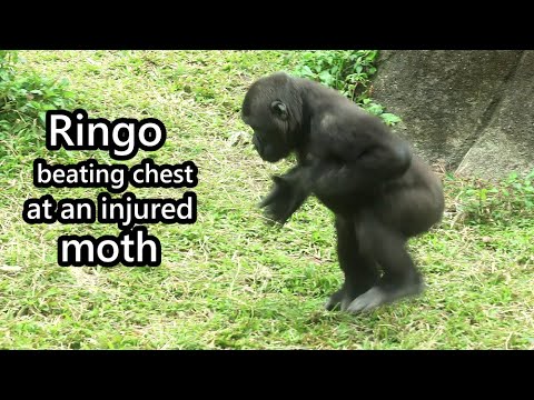 Gorilla Ringo was curious an injured moth, beating chest at… サムネイル