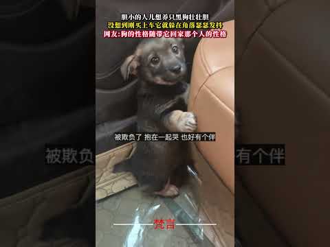 膽小的人兒想養隻黑狗壯膽 沒想到剛買上車它就躲在角落瑟瑟發抖 狗狗 意外 有趣 搞笑 萌寵 dog funny lau… サムネイル