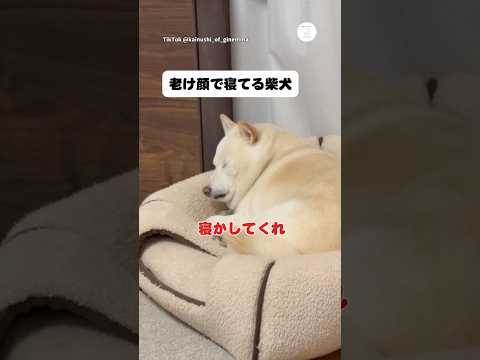 老け顔で寝てる柴犬がジワジワくる　柴犬　犬　面白い　犬のいる暮らし かわいい犬 サムネイル