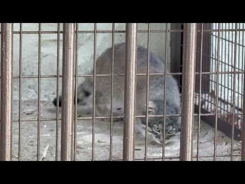 フィーガくん久しぶり〜♪ア！ゴロん😊　マヌルネコ　野毛山動物園にて　2026年5月10日 サムネイル