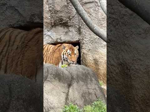 shorts あ！ローラさんも居た〜♪  アムールトラ　浜松市動物園にて　2026年4月5日 サムネイル