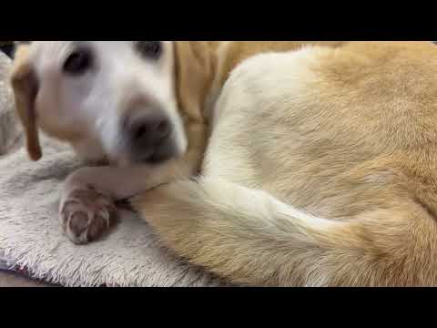 ダイチくん　ワンニャンリビング　那須どうぶつ王国にて　2026年2月27日 サムネイル