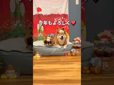 あけましておめでとう🐶🎍✨柴犬 チワワ shorts サムネイル