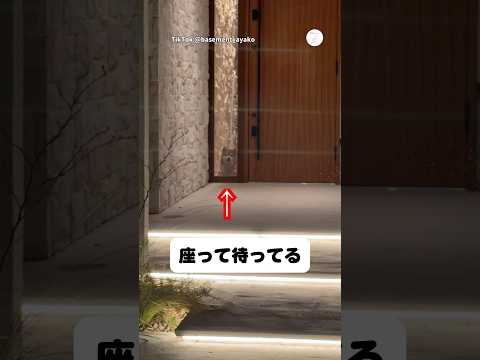 飼い主の帰りを待つ柴犬、この姿が可愛すぎる　　　　柴犬　犬　かわいい かわいい犬 犬のいる暮らし サムネイル