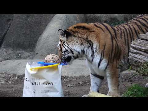 今日はサーシャの日　アムールトラ　浜松市動物園にて　2026年2月14日　C0012 サムネイル