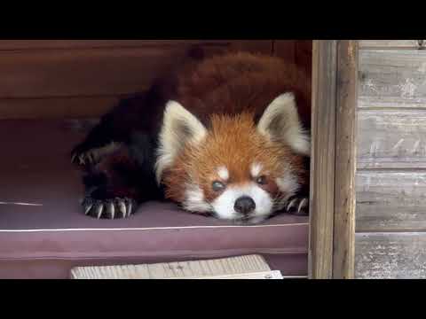 風太くん そのアムアムアムは何ですかぁ〜😍　レッサーパンダ　千葉市動物公園にて　2026年5月9日 サムネイル