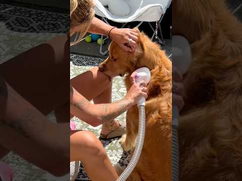 dog-tor coby to rescue🛟goldenpup puppy goldenpupppy dogbree… サムネイル