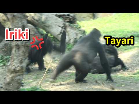 Gorilla Iriki pounded the ground, angry at Tayari's naughty… サムネイル
