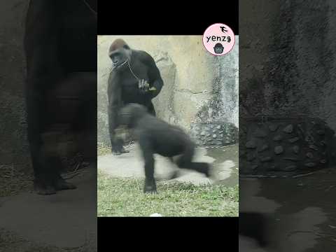 Tayari預備擊胸Ringo先跑 gorilla gorillatag taipeizoo 金剛猩猩 台北市立動物園… サムネイル