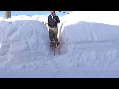 大雪予報の朝、想像とは違う景色が広がっていました サムネイル