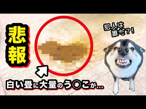 【悲報】朝起きたら、リビングの白い畳に大量のアレが落ちていました...