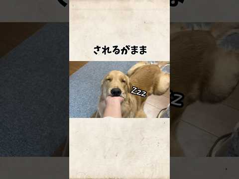 口元たるんできたモンちゃん#goldenretriever #ゴールデンレトリバー サムネイル