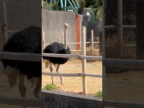 shorts ダチョウのブラッキーくん　浜松市動物園 サムネイル