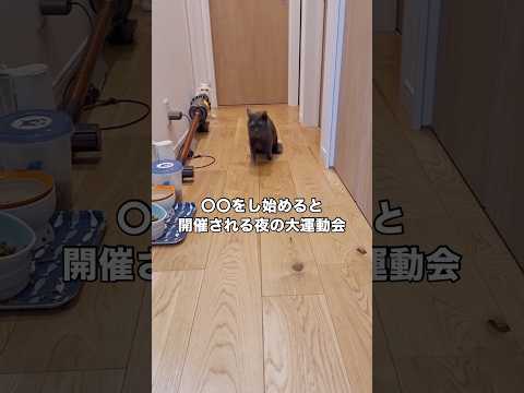 交通事故などにより下半身不随になった猫たちの夜の大運動会 猫 下半身不随 保護猫 shorts サムネイル