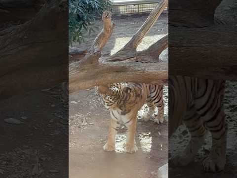 shorts ミシュカくんマーキング❣️  アムールトラ🐯　王子動物園　2025年12月27日 サムネイル