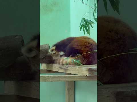 shorts クルクルクル〜っとおやすみメイメイさん　レッサーパンダ　千葉市動物公園にて　2026年4月18日 サムネイル