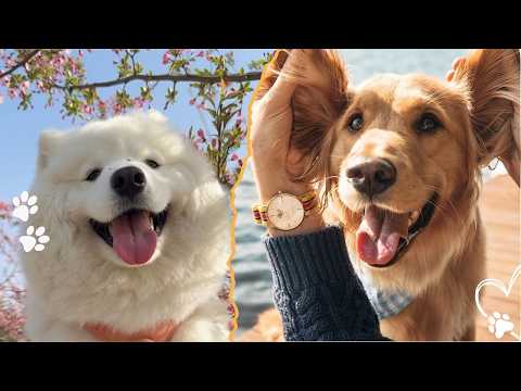4 Ways to Stimulate Your Dog’s Vagus Nerve Naturally サムネイル