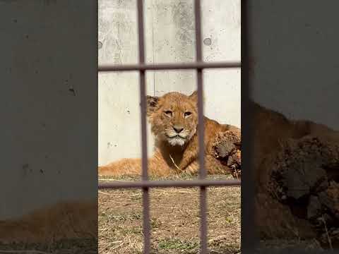 shorts ベガちゃんお目覚め？　ライオンファミリー　のんほいパークにて　2026年2月13日 サムネイル