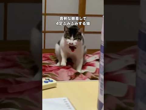 今は亡きこの猫の親猫ちゃんも4足ふみふみ猫なのでした。遺伝？ 猫 4足ふみふみ ふみふみ shorts サムネイル