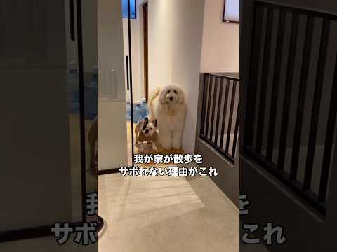 16時を過ぎると散歩に連れていけと横並びで圧をかけてくるワンズ ゴールデンドゥードル フレブル フレンチブルドッグ ド… サムネイル