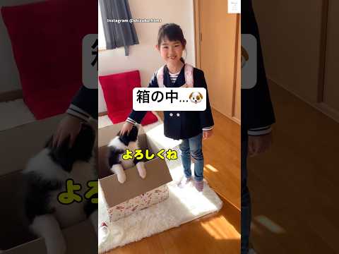 娘にサプライズ、箱を開けたら… ボーダーコリー 犬　子犬　サプライズ　かわいい サムネイル