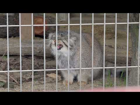 午前中ですがエルくん来てくれた🥰　マヌルネコ　東山動植物園にて　2026年3月13日 サムネイル