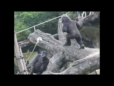gorilla Tayari 15y2 old mom & son Jabali 5y6m old & nephew… サムネイル