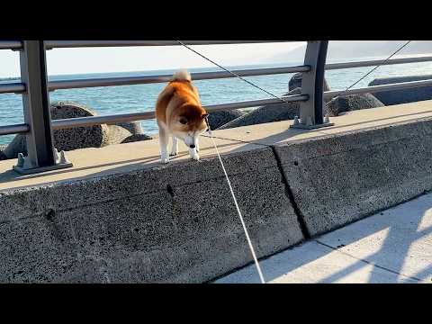 徐々に高くなっていく段差を見て、現実的な判断を下す柴犬 サムネイル