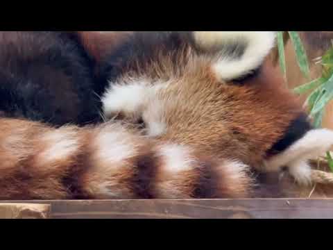 ハナビさん　レッサーパンダ　埼玉県こども動物自然公園にて　2026年5月30日 サムネイル