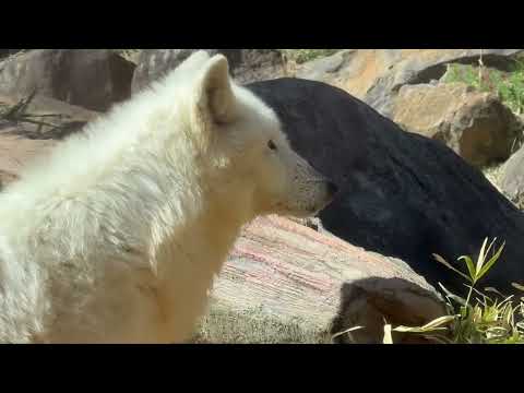 ちょうどオニク時間が終わったところでした〜😅　  ホッキョクオオカミの燦那(サンナ)ちゃん　那須どうぶつ王国にて　20… サムネイル