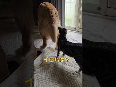 ゴールデンレトリバーと猫の組み合わせ 外は雨でも楽しい時間 goldenretriever 大型犬のいる生活 ゴールデ… サムネイル
