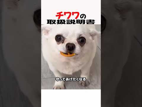 チワワの取扱説明書　チワワ チワワと暮らす 犬のいる生活 犬好きさんと繋がりたい 元気お届け サムネイル
