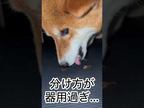 ’26.9.24 今日も、力丸と私の攻防戦は続く… 柴犬 柴犬のいる暮らし 柴犬の日常 shibainu 車中泊犬 食…
