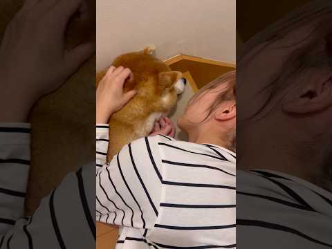 柴犬福 姉にキレ芸の犬と言われちゃう柴犬🤣Sister and Shiba🤣姉と柴 柴犬 shorts shibain… サムネイル