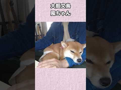 大胆文鳥 神戸 柴犬 サムネイル