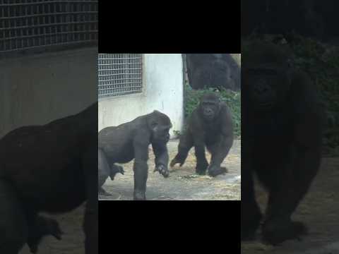 Jabali和Ringo追跑玩 gorilla gorillatag taipeizoo 金剛猩猩 台北市立動物園 サムネイル