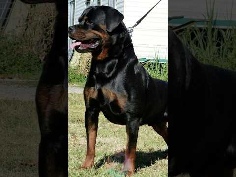 Is owning a Rottweiler expensive shorts dog pets doglove ro… サムネイル