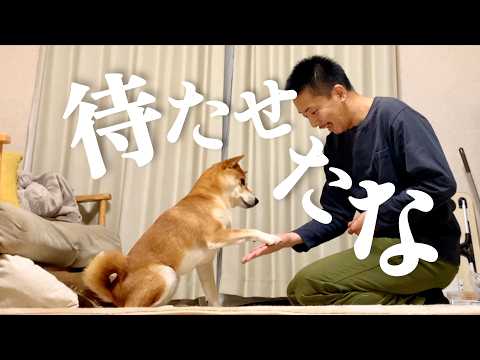 プロボクサー並みの高速お手をおみまいする柴犬【あるじのステップ】一気見 サムネイル