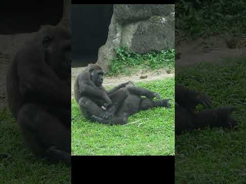 little gorilla brothers Jabali 5y6m old & Ringo 4y11m old.…