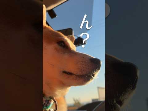 柴犬の圧力をうけながらマクドナルド サムネイル