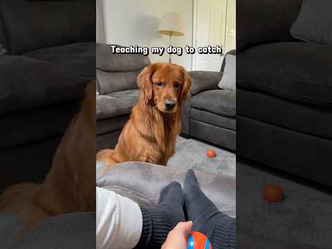He thought it was a treat 🤣 サムネイル