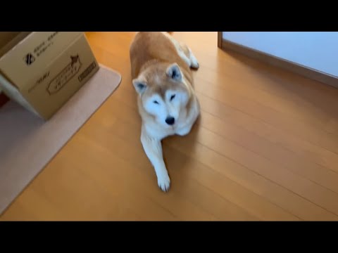 柴犬福 母にガムを持参してもらう柴犬🤣Shiba-ASMR🤣 サムネイル